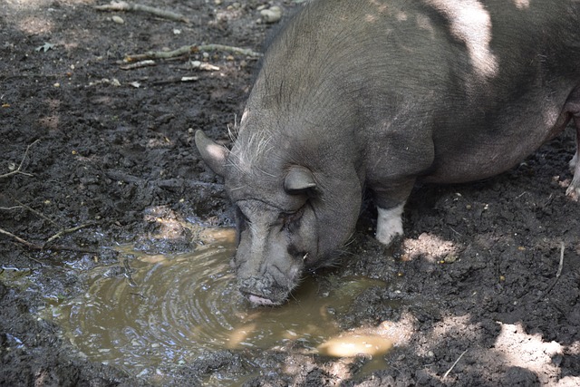 巴西中场 巴西中场